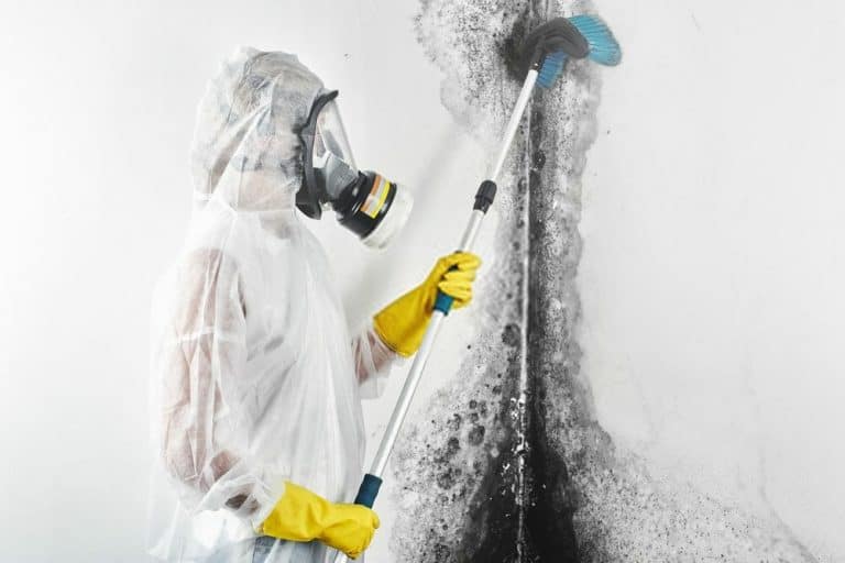 Black Mould Cleaning Service
